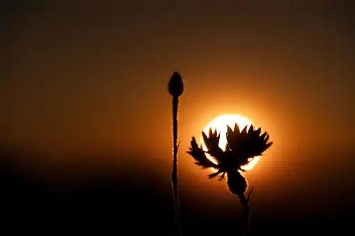 Silhouette Kornblume
