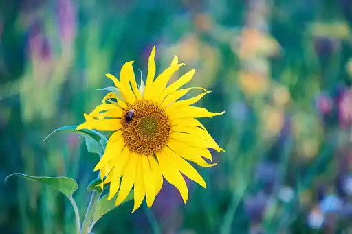 Sonnenblume Goerauer Anger