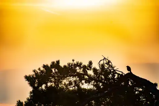 Vogel Silhouette
