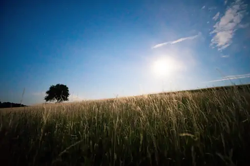 Vollmond Baum Goerau