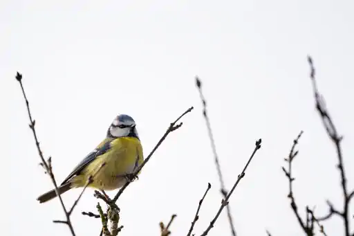 Europaeische Blaumeise Am Goerauer Anger