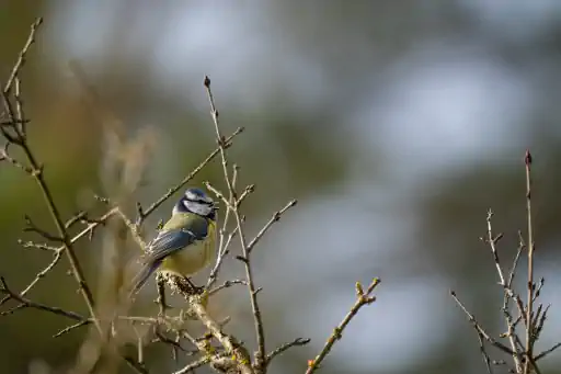 Europaeische Blaumeise Goerauer Anger