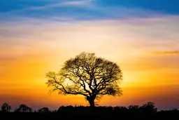 Baum Neu Buelk Sonnenuntergang