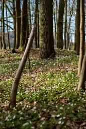Frühjahr Wald