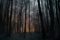 Nachts im Wald