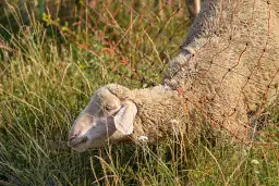 Schaf unter Zaun