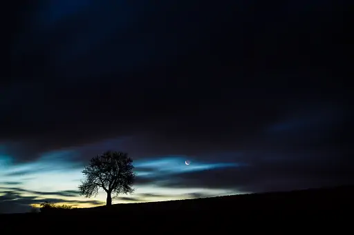 Baum nahe goerau bei nacht