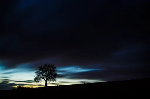 Baum Nahe Goerau Bei Nacht