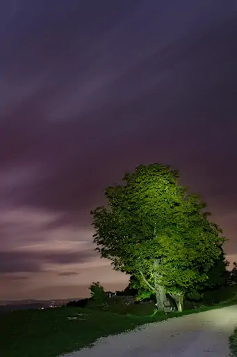 Nachts Am Goerauer Anger Baum