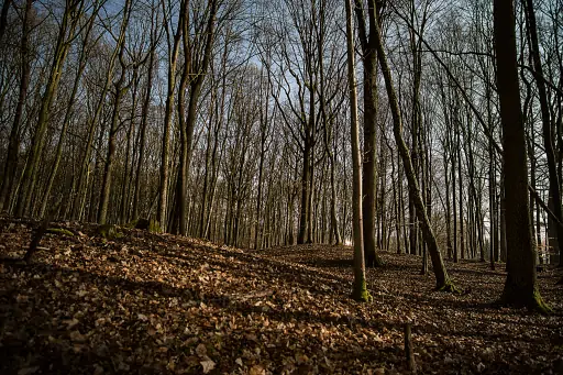 Nachts Pfarrwald Kasendorf