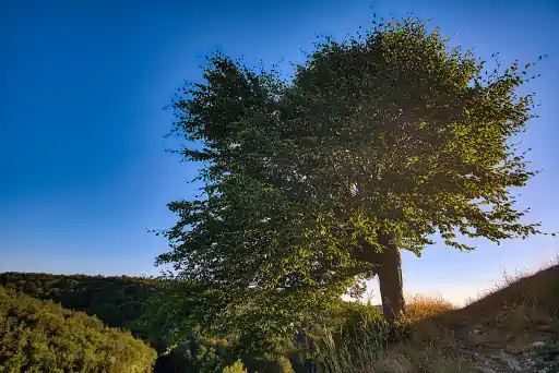 Baum Burgruine Niesten