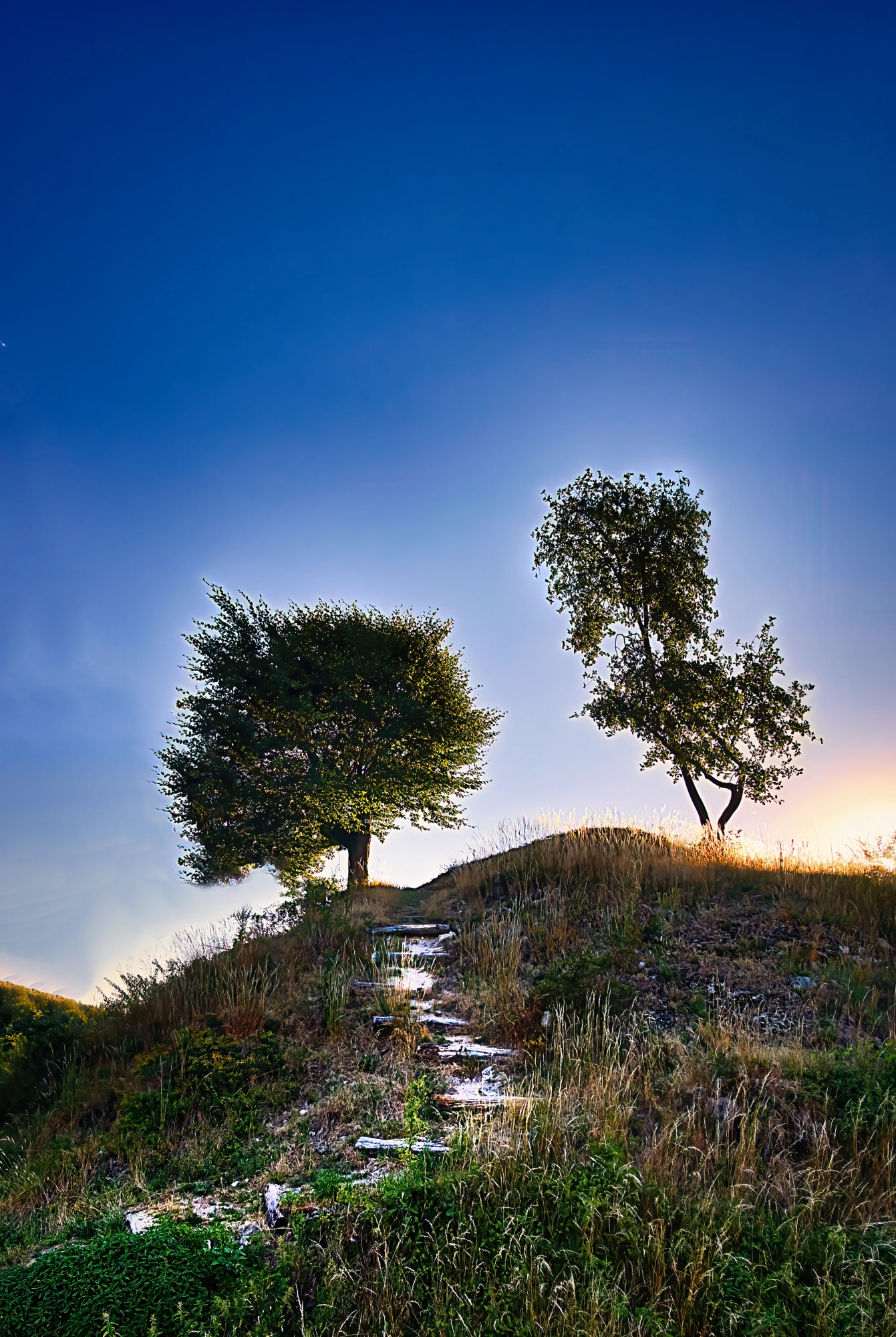 Baum Und Weg Burgruine Niesten