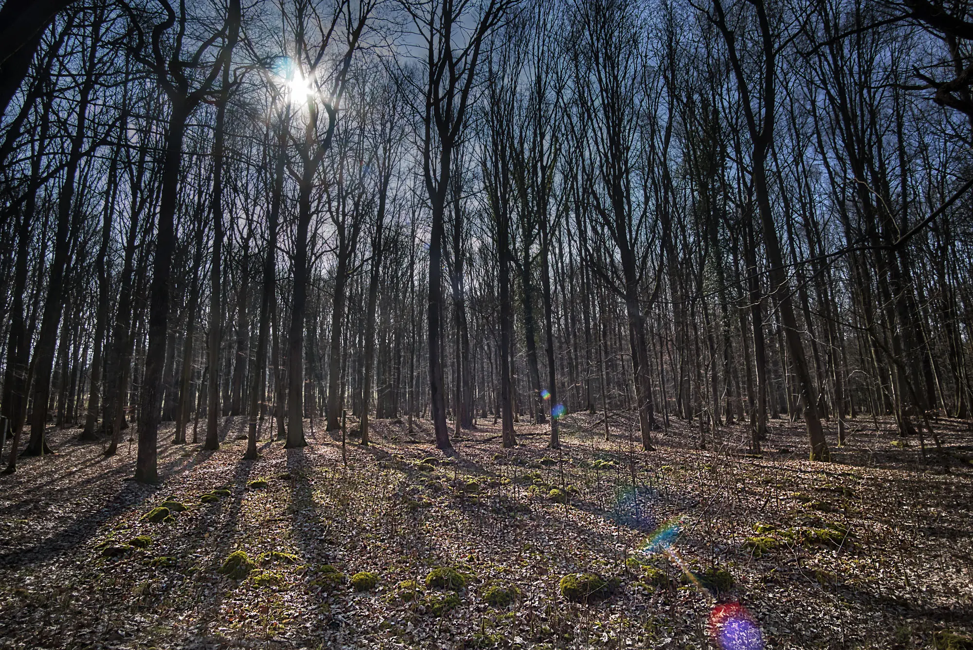 Steinkreis von Hügelgrab XIX im Pfarrwald